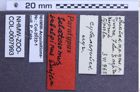 Etikette zu Paraphotistus (Mosotalesus) subalpinus (Gurjeva, 1979) (NHMW-ZOO-COL-0007993)